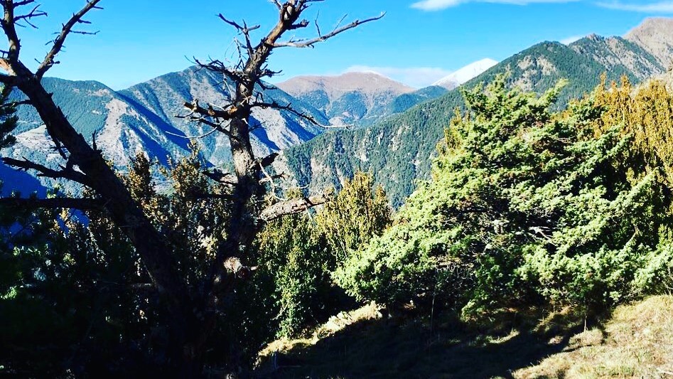 La gestió forestal al Principat d'Andorra té com a objectiu millorar l’estat dels boscos, protegir-los dels incendis i dels riscos naturals